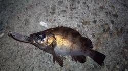 貝塚メバル&ガシラ狙いに出陣！短時…