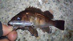 貝塚メバル&ガシラ狙いに出陣！短時間で数GETするもサイズが･･･