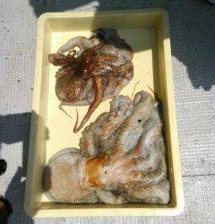 沖の一文字でタコ、テンヤで2.5kgをキャッチしました