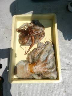 沖の一文字でタコ、テンヤで2.5kgをキャッチしました