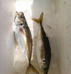 岸和田一文字、サビキで20センチ前後のアジ釣れています