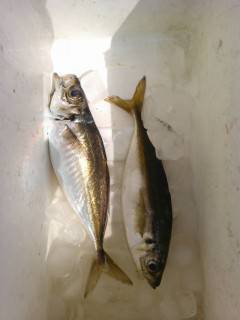 岸和田一文字、サビキで20センチ前後のアジ…