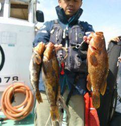 シラサのウキ釣りでアイナメにアコウが釣れています★