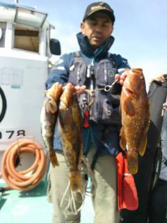 シラサのウキ釣りでアイナメにアコウが釣れて…