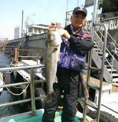渡船を使ってのエビ撒き　中波止でスズキ70cm
