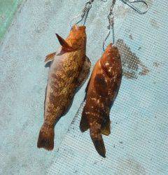 沖の北、ポン級アイナメ＆アコウの釣果