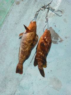 沖の北、ポン級アイナメ＆アコウの釣果