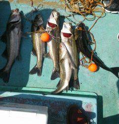 岸和田一文字、チヌ・ハネなど釣れています