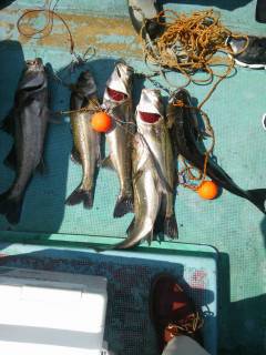 岸和田一文字、チヌ・ハネなど釣れています