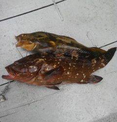 沖の北にてシラサのウキ釣り〜アコウ・アイナメ・ハネの釣果