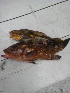 沖の北にてシラサのウキ釣り〜アコウ・アイナ…