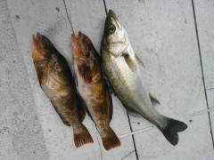 沖の北にてシラサのウキ釣り〜アコウ・アイナメ・ハネの釣果