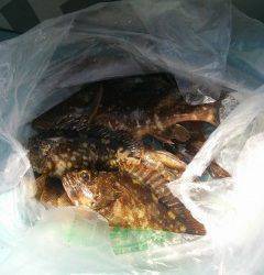 シラサエビを使って根魚狙い　沖の白灯台