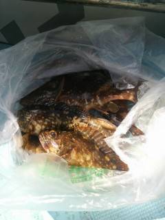 シラサエビを使って根魚狙い　沖の白灯台