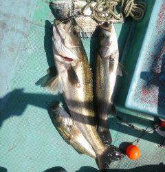 中波止でのエビ撒き釣果　スズキ70cm他