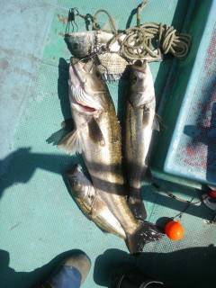 中波止でのエビ撒き釣果　スズキ70cm他