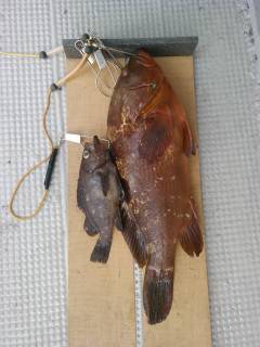 沖の白灯台にてウキ釣りでアコウ45cm！ …