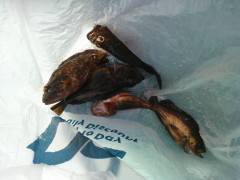 岸和田一文字　シラサのウキ釣りでガシラ・メバルの釣果