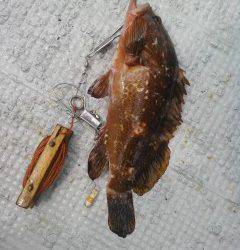 沖の北・沖の白灯台でアコウの釣果