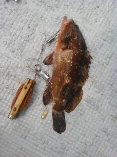 沖の北・沖の白灯台でアコウの釣果