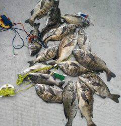 岸和田一文字　落とし込みのチヌが好調です