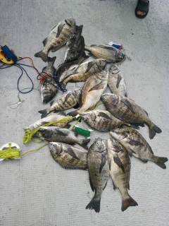 岸和田一文字　落とし込みのチヌが好調です