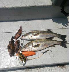 岸和田沖一文字の釣果〜ハネ57cmとガシラなど、探り釣りでメバルも