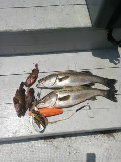 岸和田沖一文字の釣果〜ハネ57cmとガシラ…