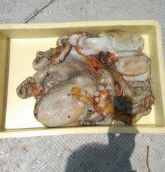 沖の北でビッグなタコの釣果あり〜2.5kgを頭に3バイ