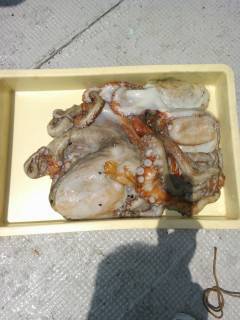沖の北でビッグなタコの釣果あり〜2.5kgを頭に3バイ