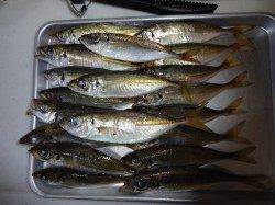 加太でアジング〜日が昇るまでリフト&フォールでヒット続きました