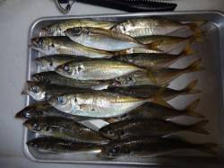 加太でアジング〜日が昇るまでリフト＆フォー…