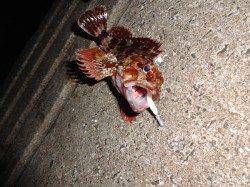 加太でアジング〜日が昇るまでリフト&フォールでヒット続きました