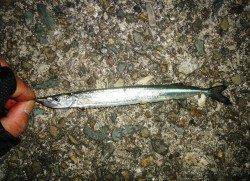 シーバスを狙いに貝塚港へ〜アタリの正体はサヨリでした！