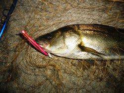 貝塚シーバス、時合いは短く強風の中19：30頃にヒット！