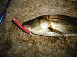 貝塚シーバス、時合いは短く強風の中19：3…