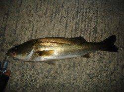 貝塚シーバス、時合いは短く強風の中19：30頃にヒット！