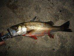 大潮・日没時満潮前後の貝塚、シーバスのボイルありボウズ脱出!