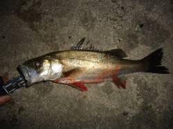 大潮・日没時満潮前後の貝塚、シーバスのボイ…