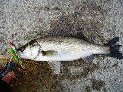 シーバス狙いの夕方デイゲーム〜1時間程で1本獲れました！