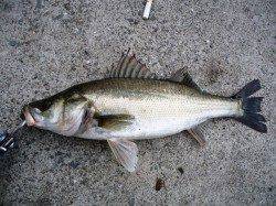 シーバス狙いの夕方デイゲーム〜1時間程で1本獲れました！