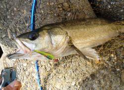 高砂埋立地周辺シーバス夕方デイゲーム！際を…