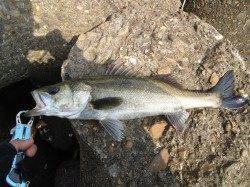 高砂埋立地周辺シーバス夕方デイゲーム！際をギリギリ通すとガツン！