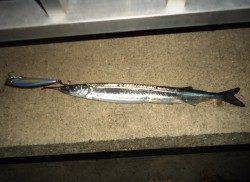 バチ・シーバス狙いで岸和田釣行〜本命バラし、サヨリがかかってきました