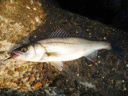 高砂埋立地周辺、出勤前のシーバスデイゲーム！