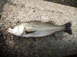 高砂埋立地周辺、出勤前のシーバスデイゲーム！