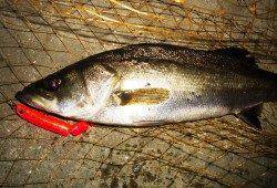 高砂埋立地シーバス〜ヒットタイムは21：15頃