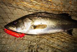 高砂埋立地シーバス〜ヒットタイムは21：1…