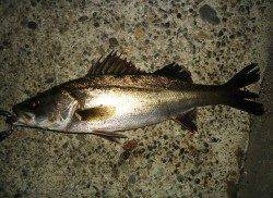 高砂埋立地シーバス〜ヒットタイムは21：15頃