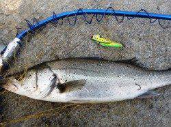 出勤前にシーバスデイ・ゲーム！3ヒット3バラシの後の嬉しい1本